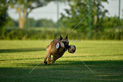 Baxx vom roten Drachen