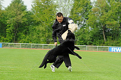 B'dog vom Eichbaum