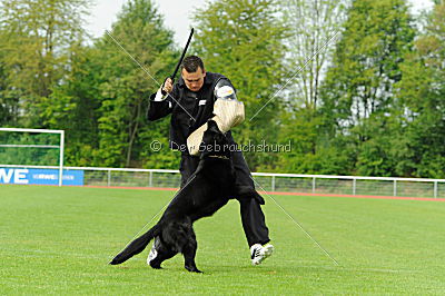 B'dog vom Eichbaum