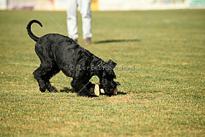 Beeslie von Elberfeld