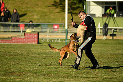 Belgian Tigers Linus
