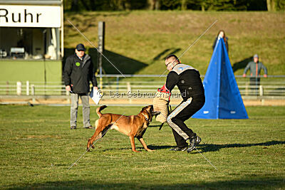 Belgian Tigers Linus