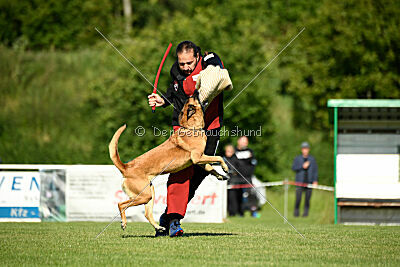 Benga vom Buxtehuder Bullen