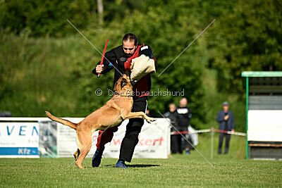 Benga vom Buxtehuder Bullen