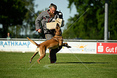 Benga vom Buxtehuder Bullen