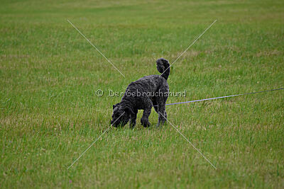 Berno du Grand Bijou