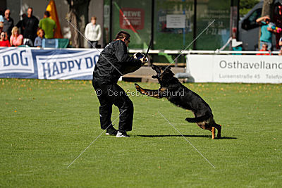 Bexter vom tapferen Krieger