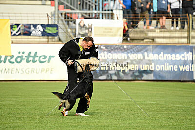 Bingo vom Peiner Burgpark