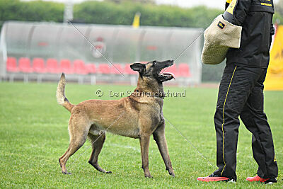 Bingó von Erdhainer Land