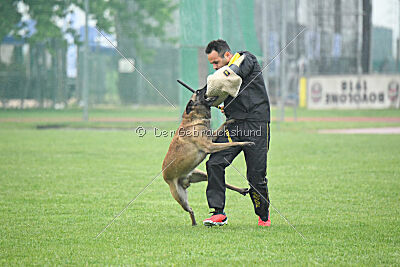 Bingó von Erdhainer Land