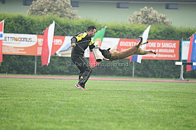 Bingó von Erdhainer Land