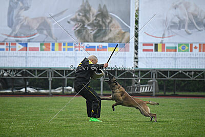 Bingó von Erdhainer Land