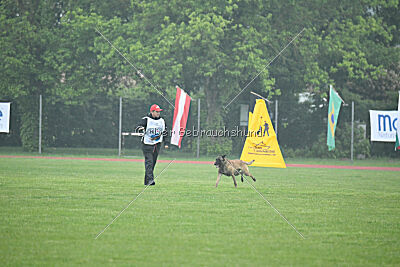 Bingó von Erdhainer Land