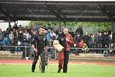 Bison vom bösen Onkel