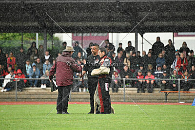 Bison vom bösen Onkel