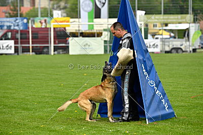 Bison vom bösen Onkel