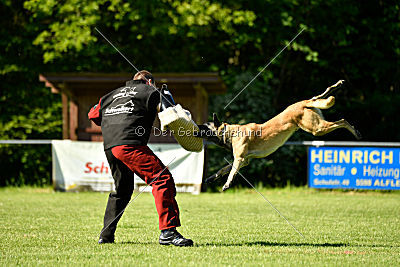 Bison vom bösen Onkel