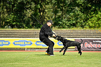 Blackbird in spite of all