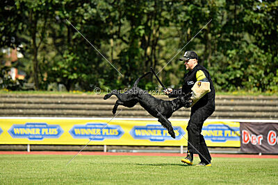 Blackbird in spite of all