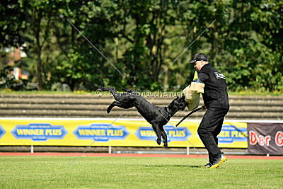 Blackbird in spite of all