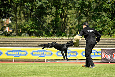 Blackbird in spite of all