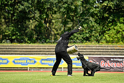 Blackbird in spite of all