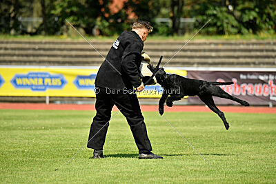 Blackbird in spite of all