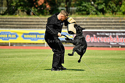 Blackbird in spite of all