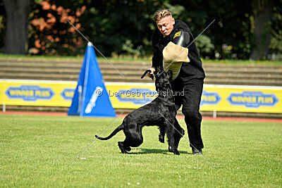 Blackbird in spite of all