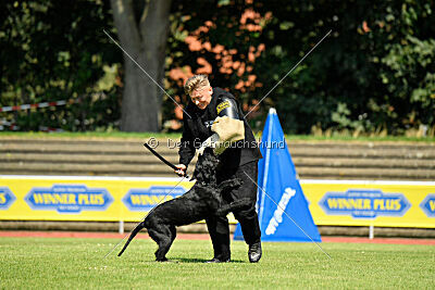 Blackbird in spite of all