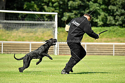 Blackbird in spite of all