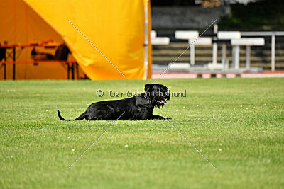 Blackbird in spite of all