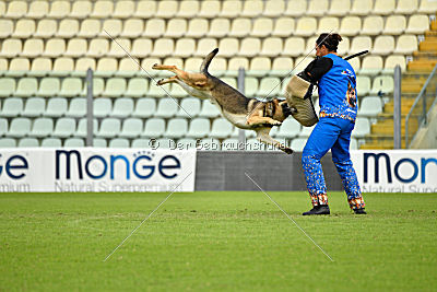 Blixtrasport's Astor