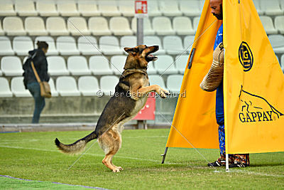 Blixtrasport's Astor