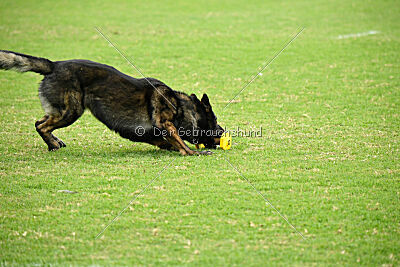 Boit Sako vom Marchberger