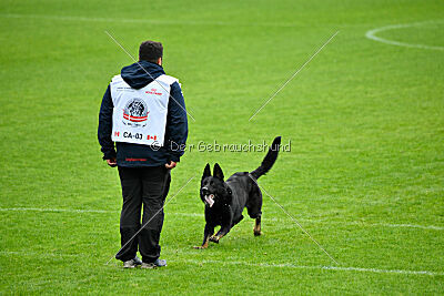 Bolle vom Drachenwolf