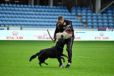 Bolle vom Drachenwolf