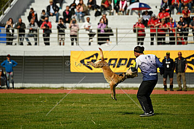 Bomra vom Giannioti Sports Dog