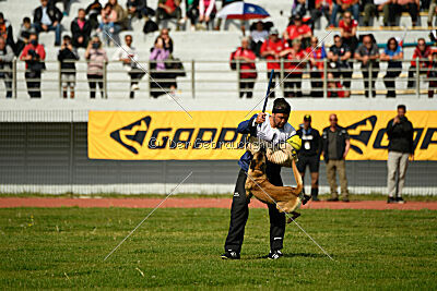 Bomra vom Giannioti Sports Dog