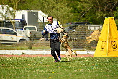 Bomra vom Giannioti Sports Dog