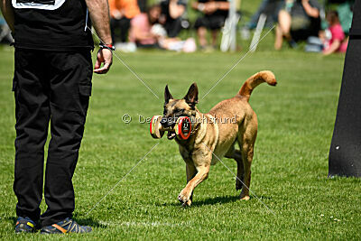 Bondage von Zamonien