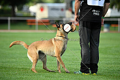 Bondage von Zamonien