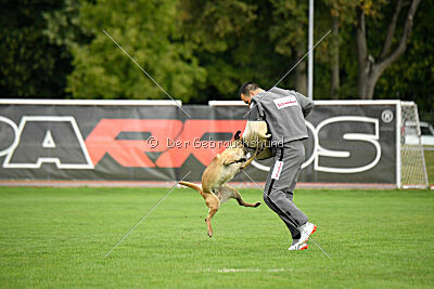 Bondage von Zamonien