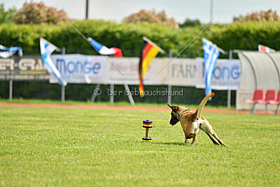 Bondage von Zamonien