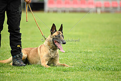 Bondage von Zamonien