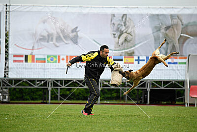 Bondage von Zamonien