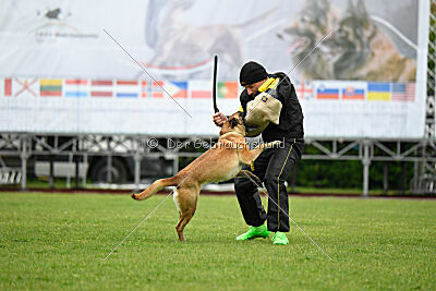 Bondage von Zamonien