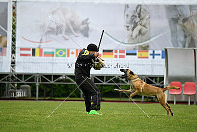 Bondage von Zamonien