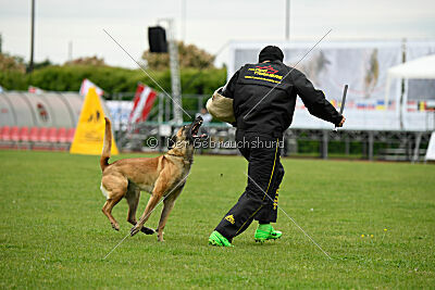 Bondage von Zamonien