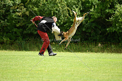 Boomer vom Further Moor